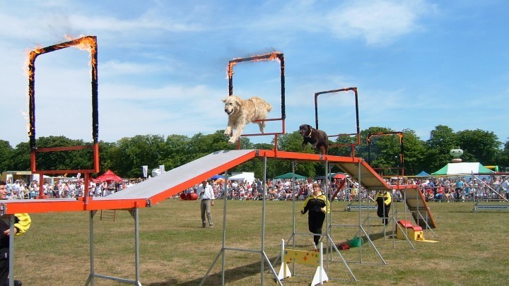 More new exhibitors and entertainers revealed for this year’s Staffordshire County Show