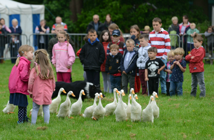 Country pursuits area a must-see attraction at Staffordshire County Show