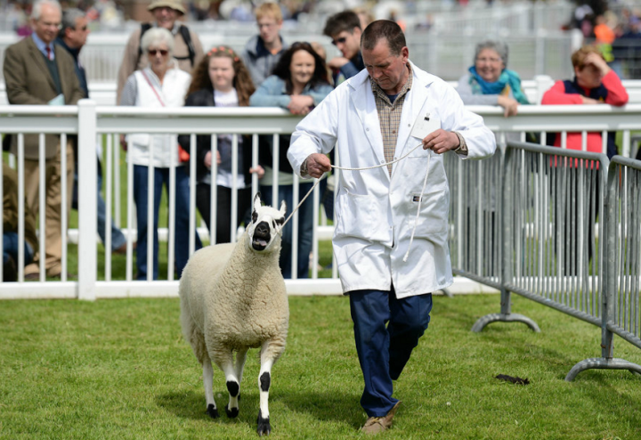 Virtual video judging for cattle competition a first for county show