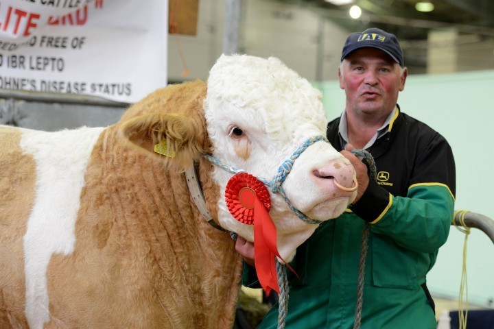 Staffordshire Show Livestock